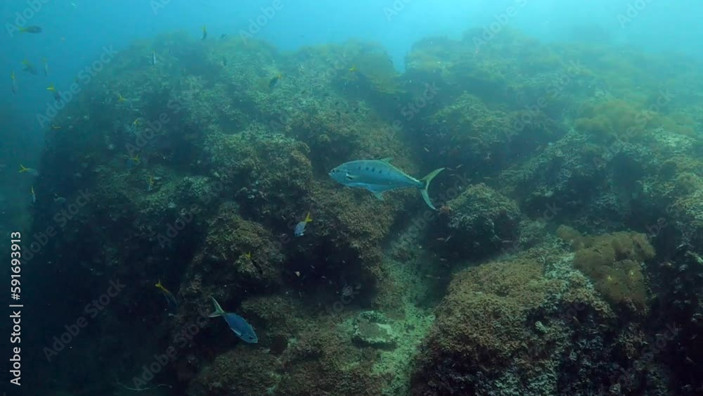Under water film - Sail Rock island - Thailand - spotted spanis macrel fish an coral reef Under water film - Sail Rock island - Thailand - spotted spanis macrel fish an coral reef