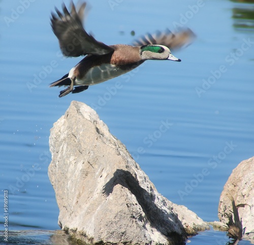 Wigeon Duck about to Land © Susie