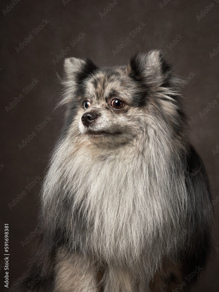 Fototapeta premium beautiful pincers of an unusual Merle color. Dog portrait in studio on brown canvas background