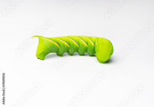 Green lumpy caterpillar isolated on the white background. Tomato hornworm caterpillar isolated