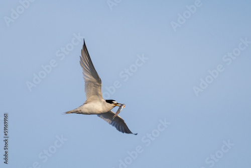 Least tern with fish