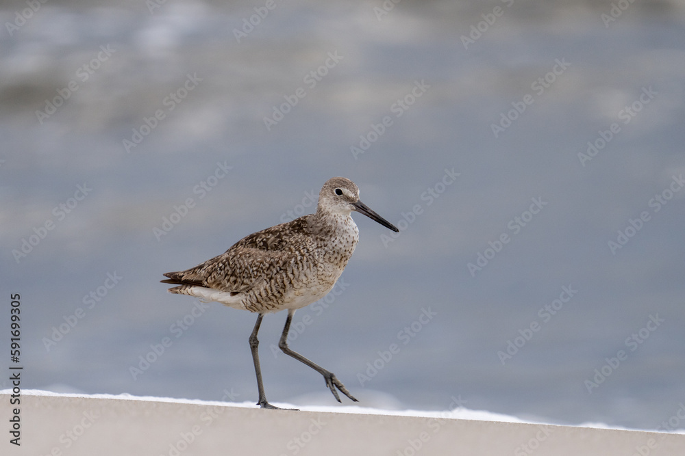 Obraz premium Willet