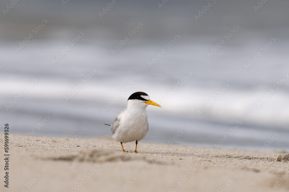 Least tern Least tern