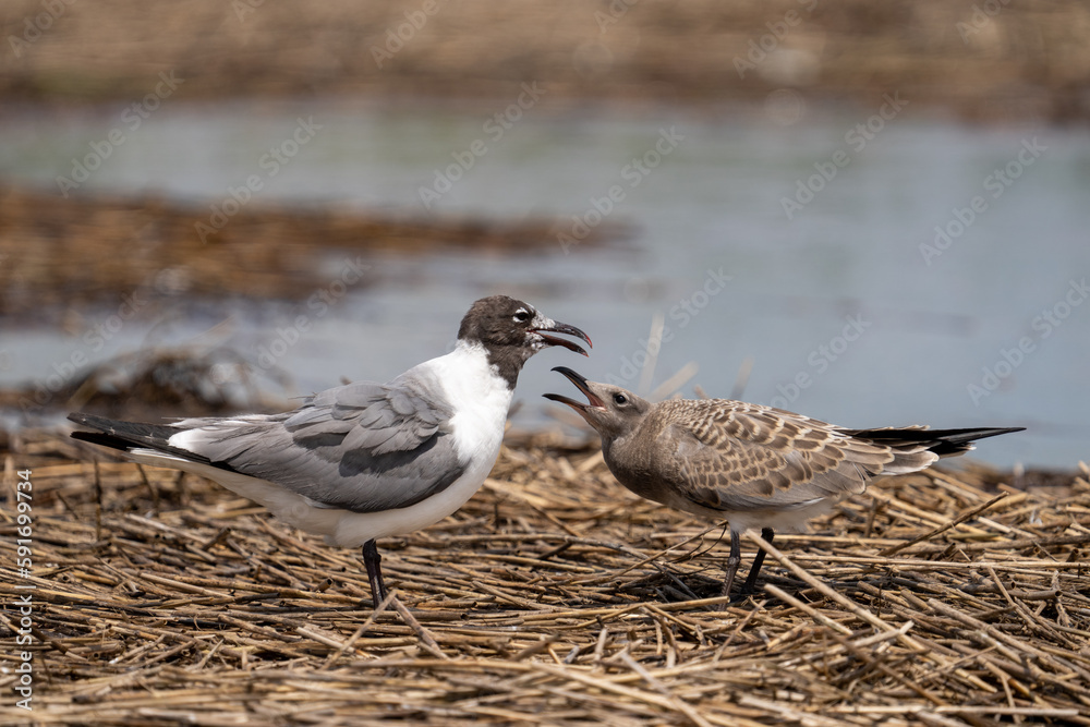 Fototapeta premium Laughing gull with juvenile