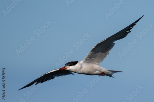 Caspian tern flying 
