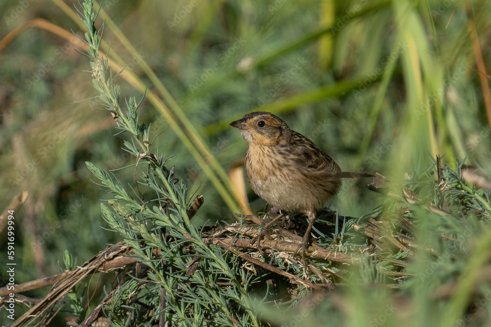 Saltmarsh sparrow Saltmarsh sparrow