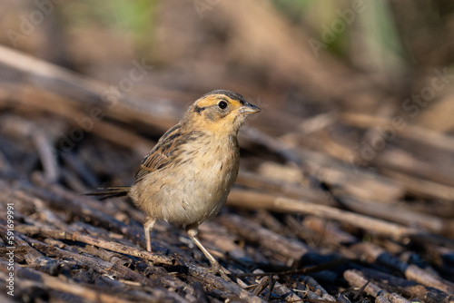 Saltmarsh sparrow © Griffin