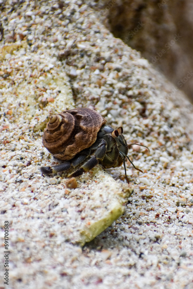 Caracol