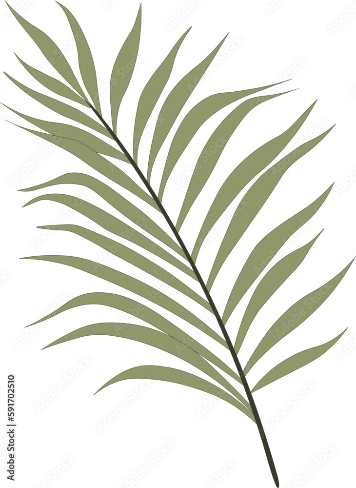 Palm Leaf Palm Leaf