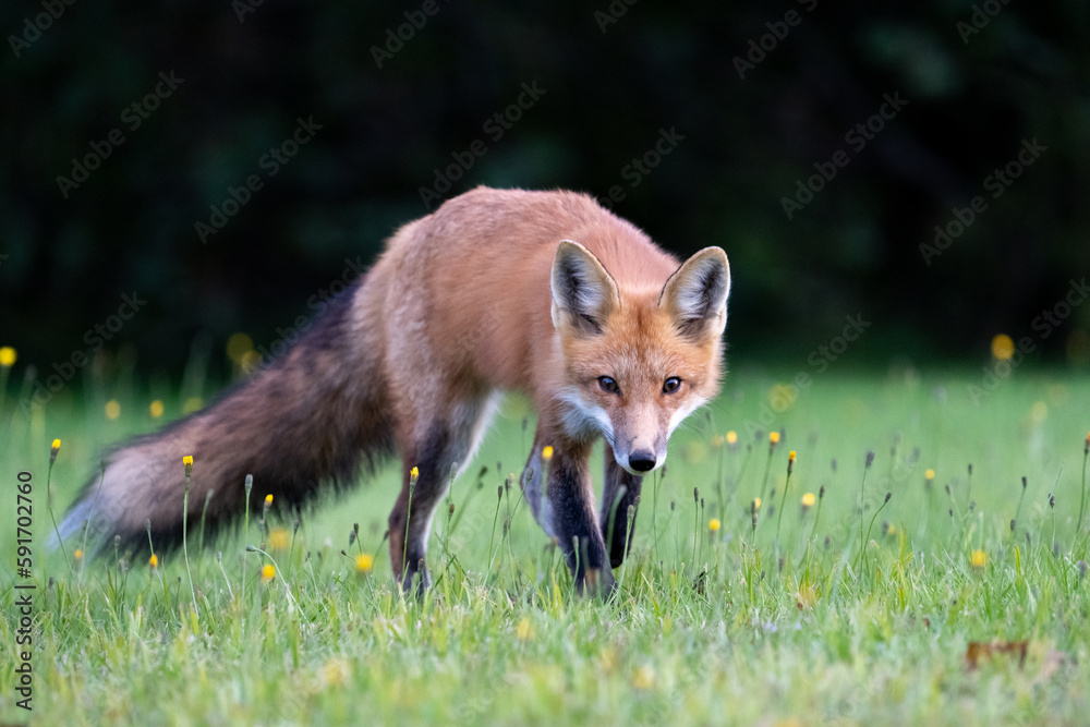 Fototapeta premium Red fox in meadow 