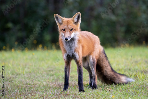 Red fox in meadow 