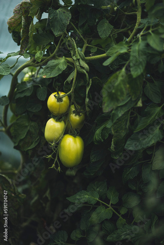 Green tomatoes growing on the vine photo