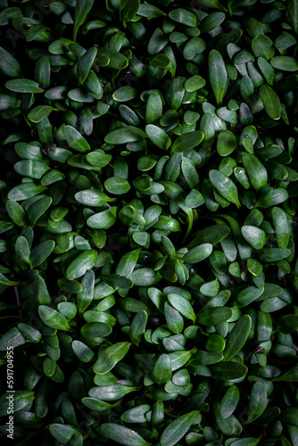 A close up photo of fresh green cress leaves