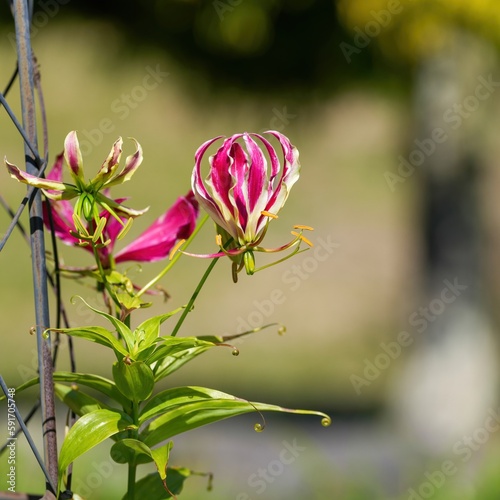 光を浴びて輝く満開のグロリオサの花 photo