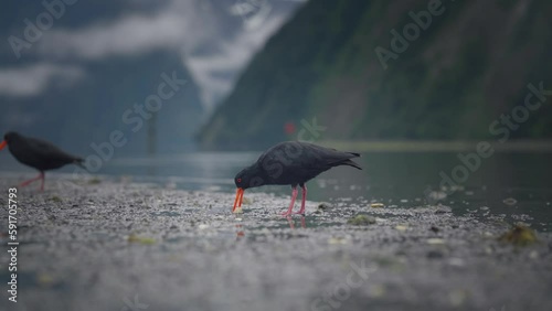 Variable oystercatcher birds wading on low tide shore in Milford Sound photo