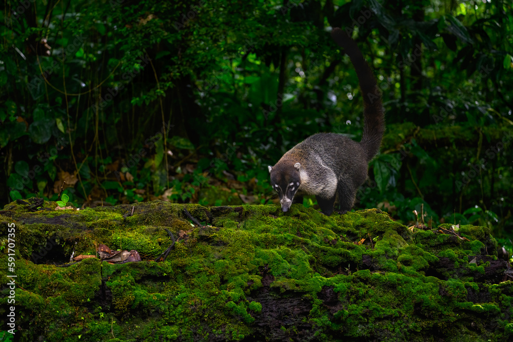 White-nosed Coati foraging on mossy stone White-nosed Coati foraging on mossy stone