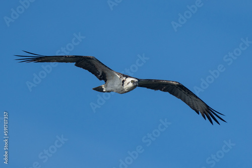 Osprey flying