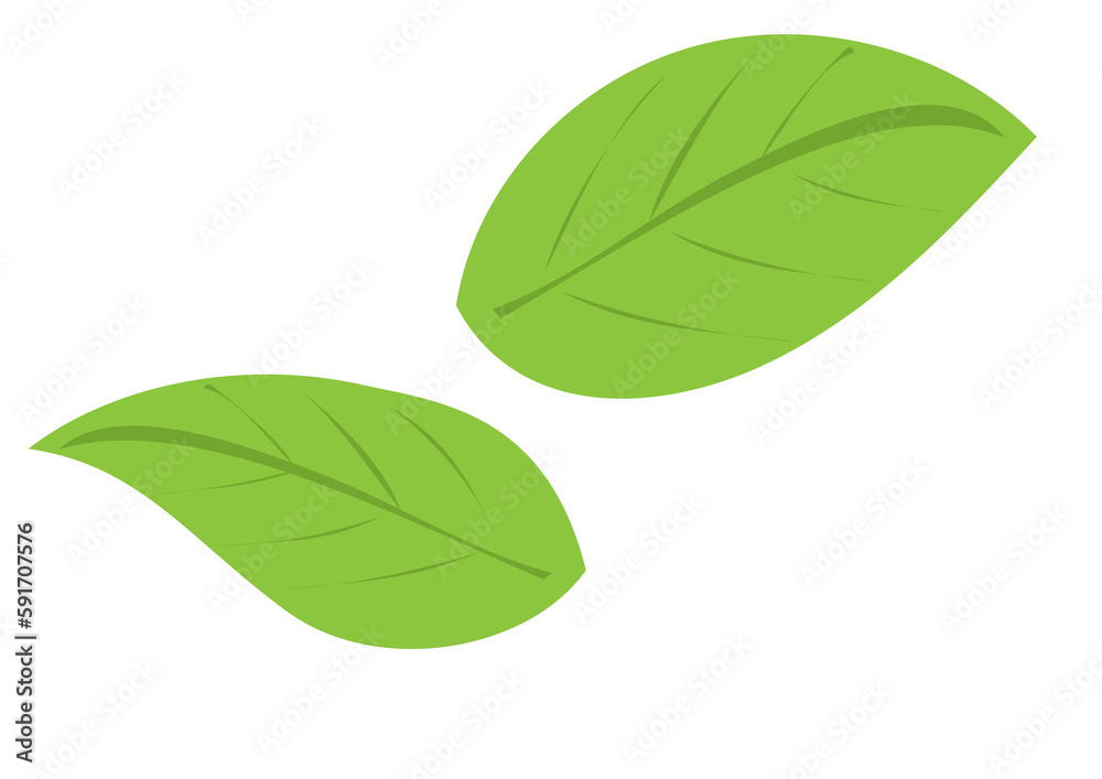 green leaf isolated on white green leaf isolated on white