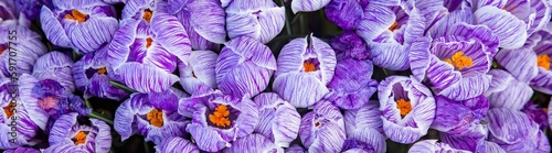 beautiful, bloom, blossom, closeup, colorful, elevated, field, flower, garden, group, high angle, oregon, other keywords, pattern, purple, tulip, tulips, variegated, view, woodburn, park, fresh, color photo