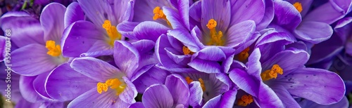An eleveted closeup view of group of varigated purple crocus flowers near woodburn, Oregon photo