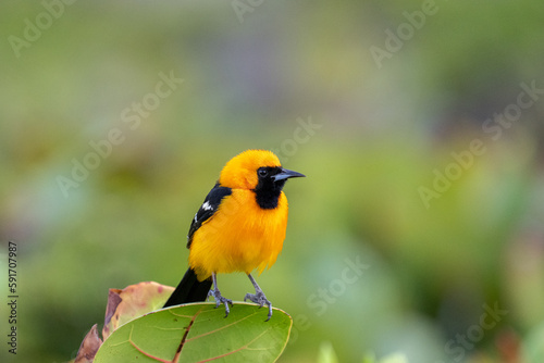 Φωτογραφία Hooded oriole on bush