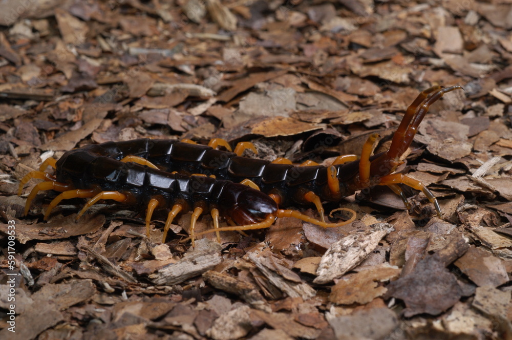 centipede (Scolopendra cataracta) close up on ground centipede (Scolopendra cataracta) close up on ground
