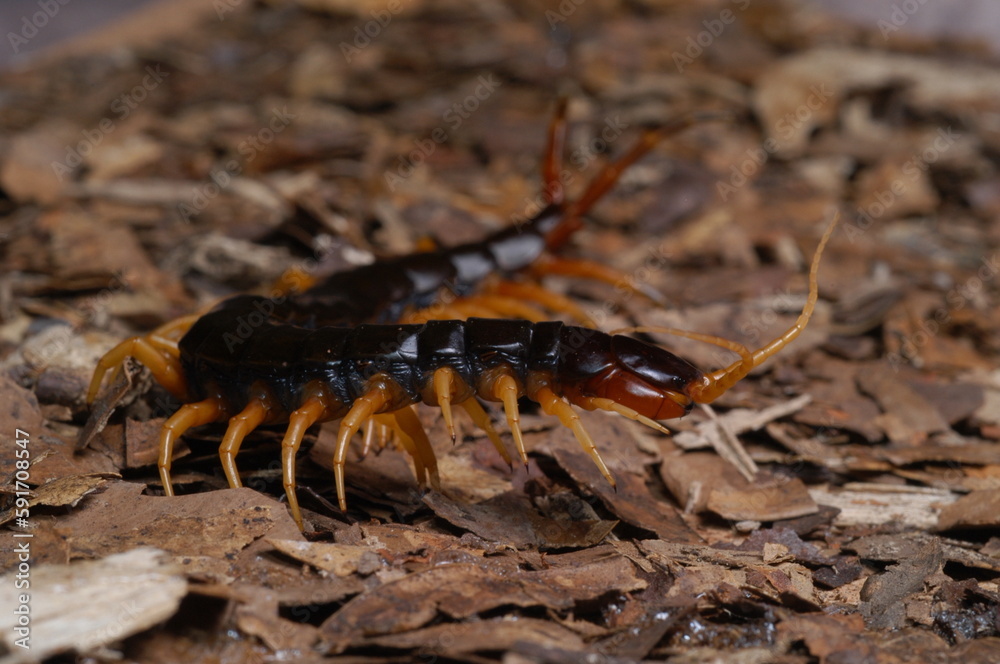 Obraz premium centipede (Scolopendra cataracta) close up on ground