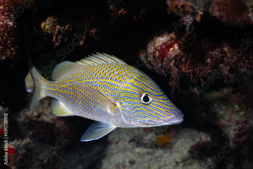 White grunt in the Mesoamerican Reef
