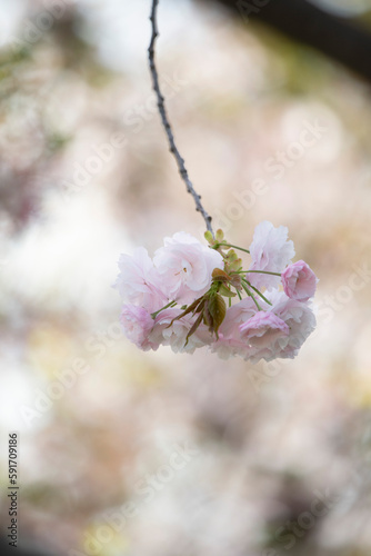 flower  cherry  blossom pink