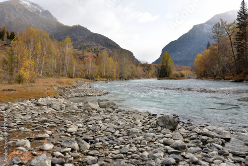 Yellowed birches and larches on the rocky bank of a beautiful river flowing down from the mountains on a sunny autumn day.