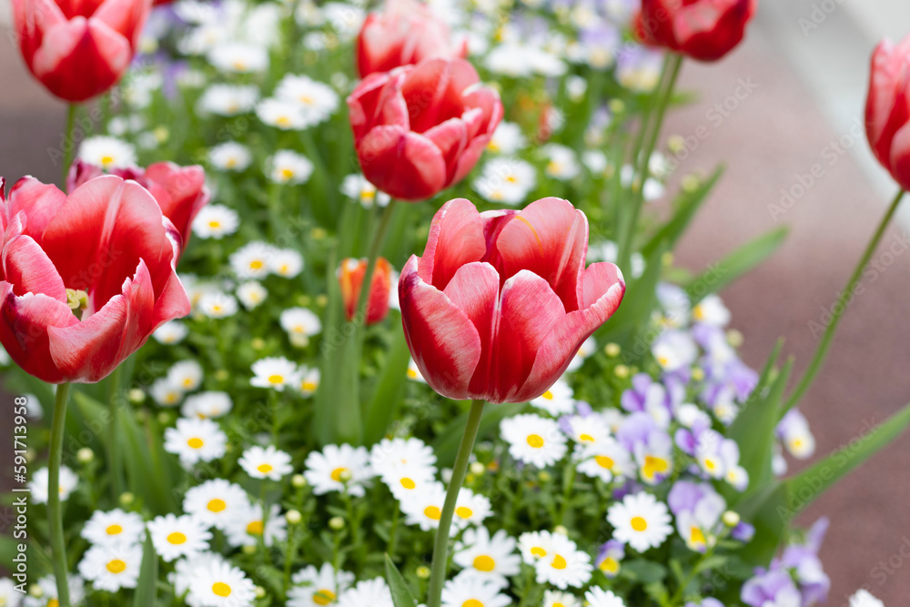 Beautiful red tulips planted on the side of the road Beautiful red tulips planted on the side of the road