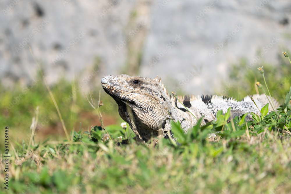 Fototapeta premium Black spiny-tailed iguana