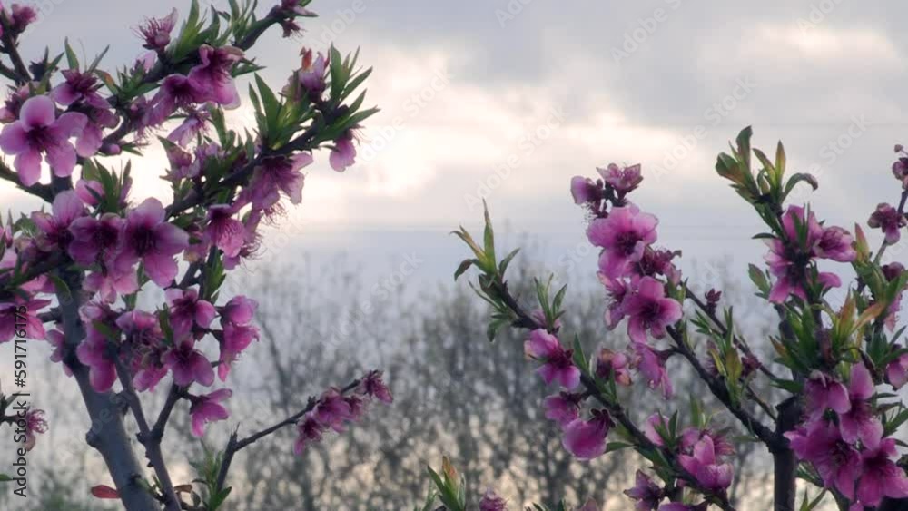 Pink and white peach blossoms, in the background trees that move in the wind and gray clouds that cover the hills Pink and white peach blossoms, in the background trees that move in the wind and gray clouds that cover the hills