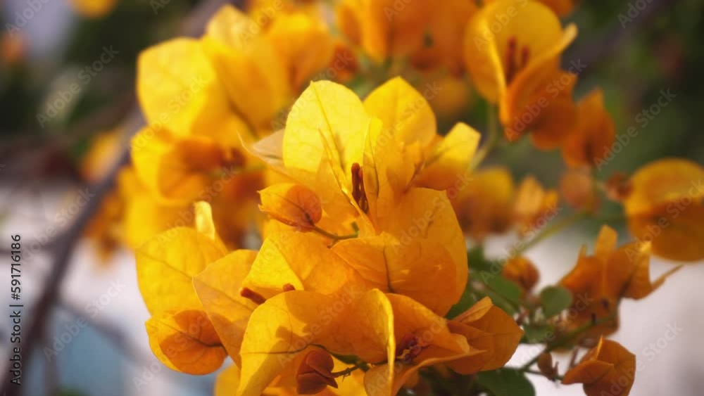 Bougainvillea blooms on trees in early spring. Bougainvillea blooms on trees in early spring.