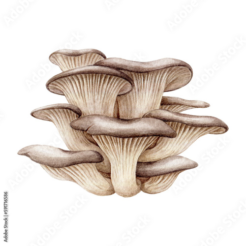 Oyster mushroom bunch. Watercolor illustration. Hand painted Pleurotus ostreatus fungi element. Oyster fresh mushrooms hand drawn image. Organic natural vegan food ingredient.