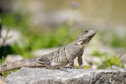 Schilderij op canvas Black spiny-tailed iguana