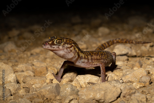 Yucat  n banded gecko