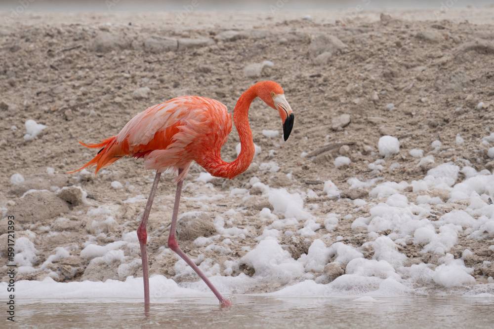 Fototapeta premium American flamingo
