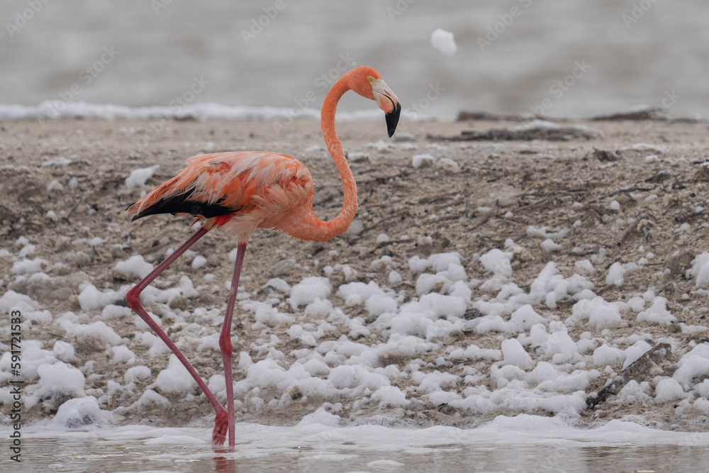 Fototapeta premium American flamingo