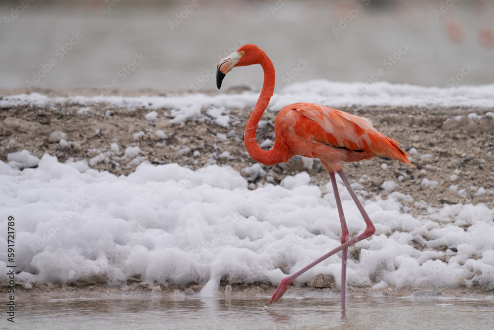 Fototapeta premium American flamingo 