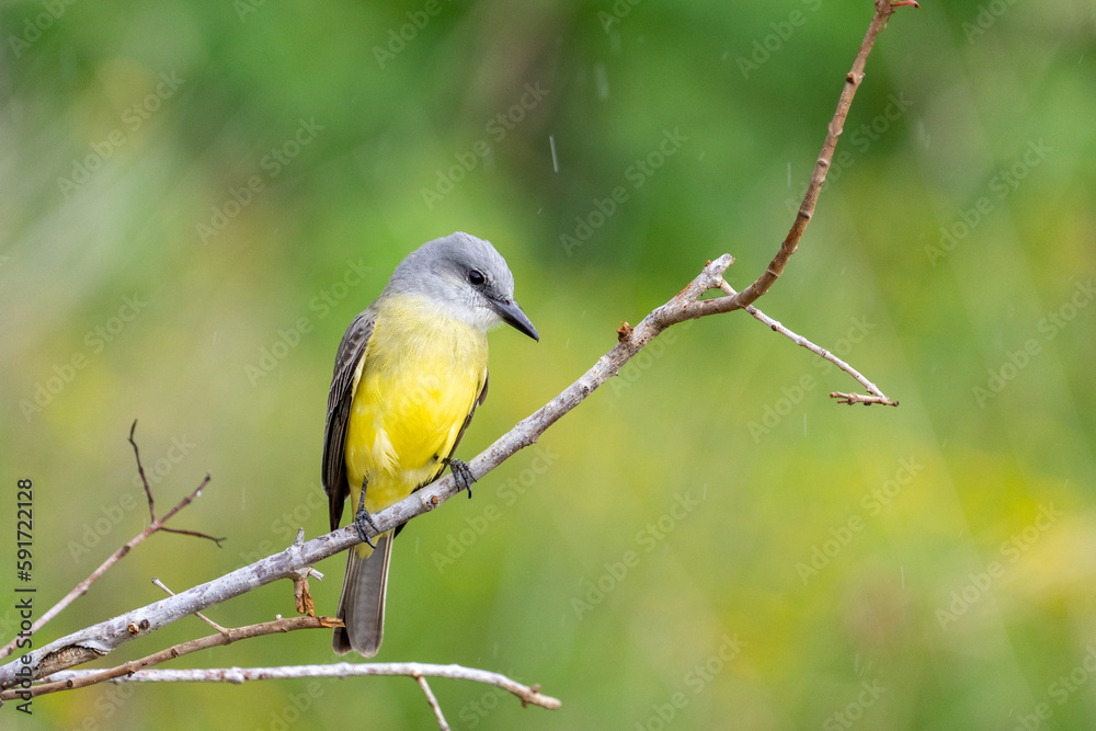 Obraz premium Tropical kingbird