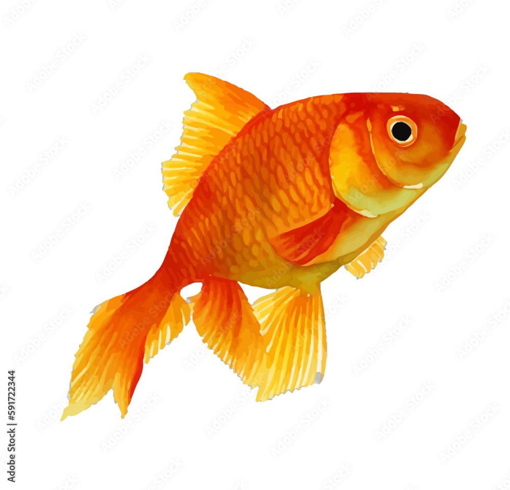 gold fish with style hand drawn digital painting illustration gold fish with style hand drawn digital painting illustration