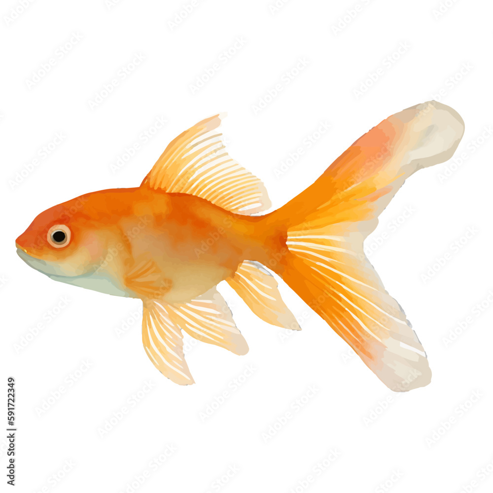 gold fish with style hand drawn digital painting illustration