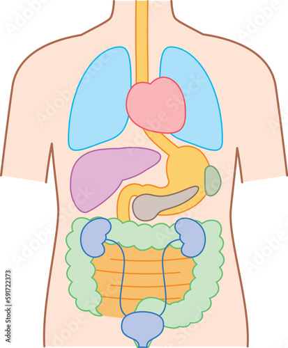 簡易的な内臓のイラスト　腎臓/膀胱/脾臓/膵臓 あり photo