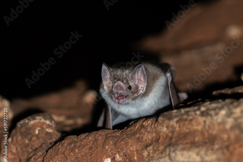 Vampire bat