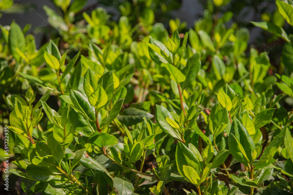 green grass background