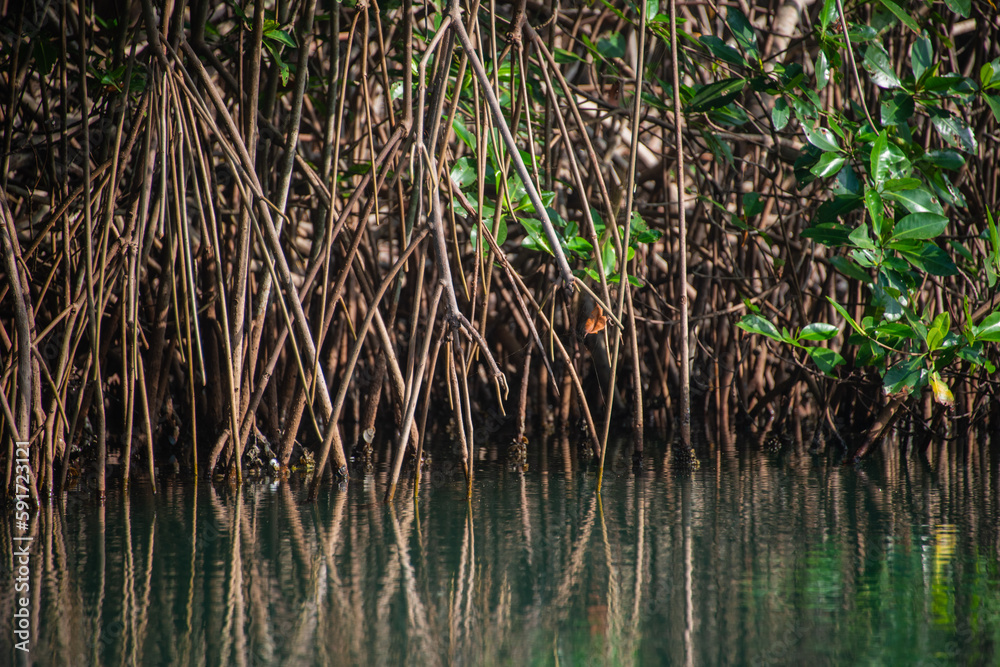 reeds in the water mangrove swamp in coveñas colombia by the sea tropical forest at the beach reeds in the water mangrove swamp in coveñas colombia by the sea tropical forest at the beach
