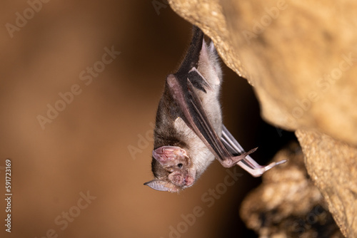 Vampire bat