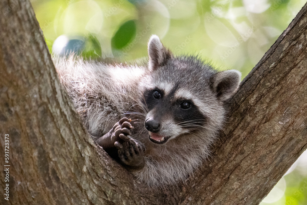 Fototapeta premium Common raccoon