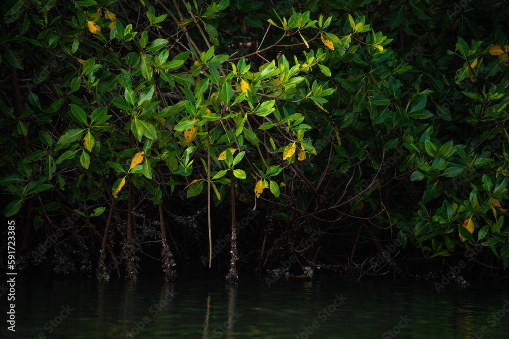 mangrove swamp in coveñas colombia by the sea tropical forest at the beach mangrove swamp in coveñas colombia by the sea tropical forest at the beach